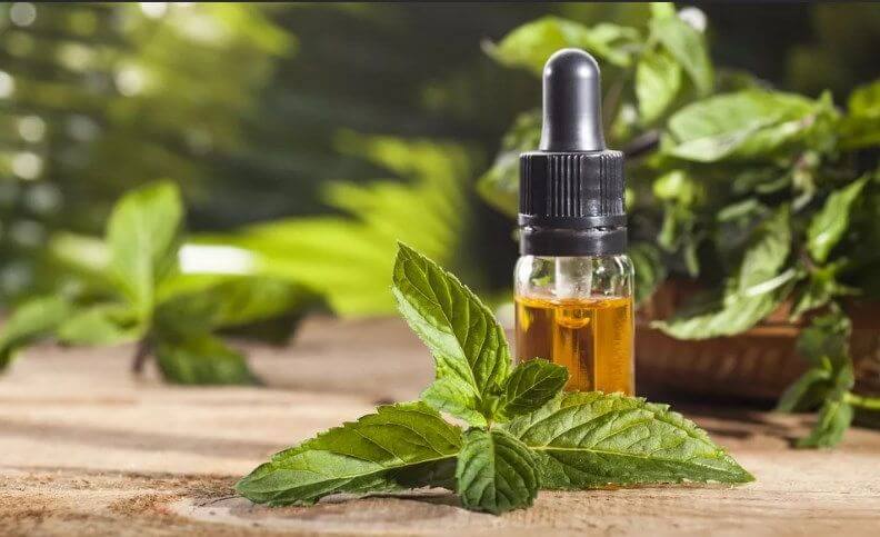Peppermint oil picture 
